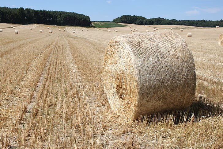 field, harvest, hay bales, cereals, straw bales