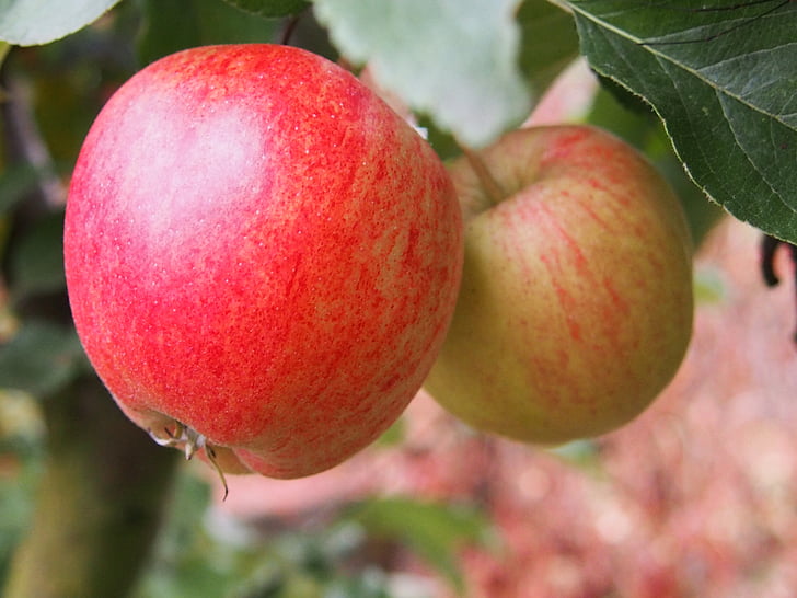 Poma, tardor, fruites, vermell, arbre, salut, jardí