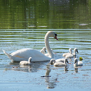 swan, cygnets, lessons, nature, spring, water, bird