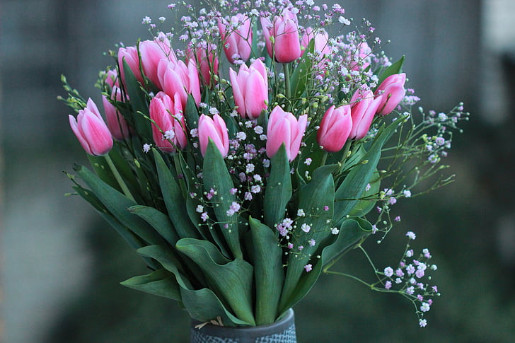 bunga, Blossom, Tulip, warna-warni, alam, bunga, makro