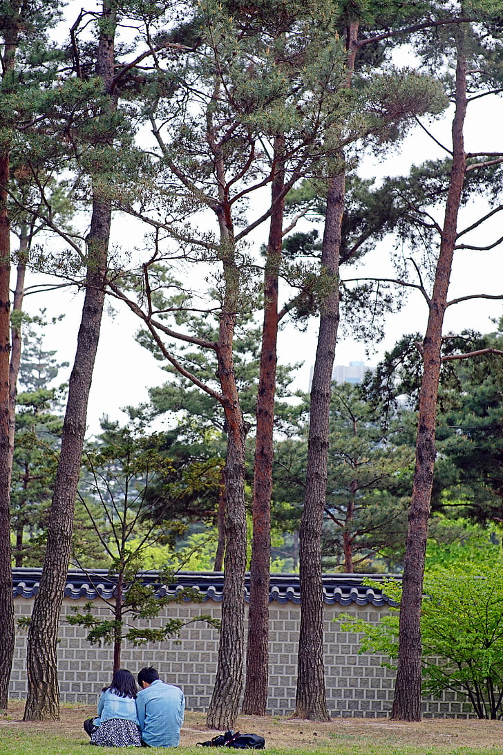 Palau de Gyeongbok, amants, natura, parell, descans, paisatge, a l'exterior