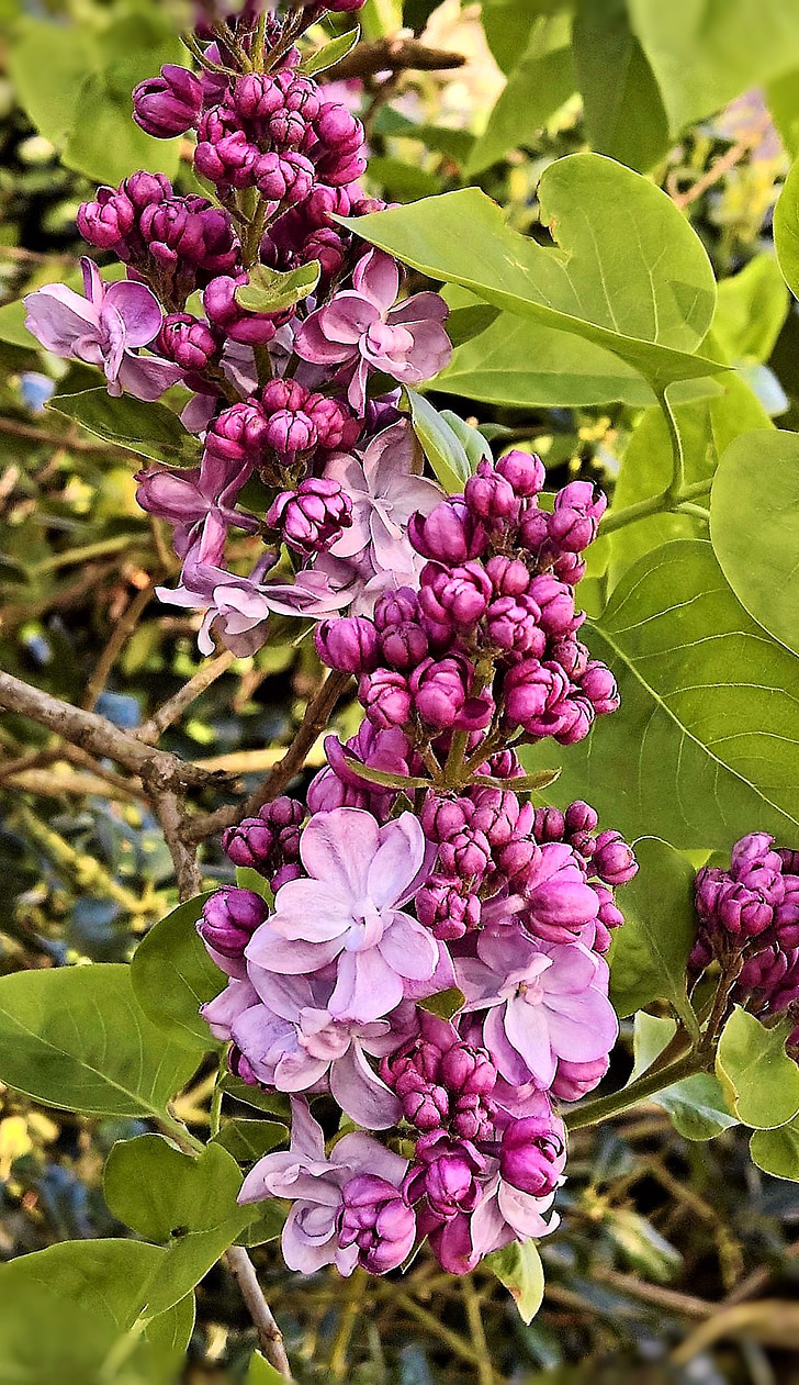 lilac, flower branch, violet, double-filled flowers, bush, tree, fragrant