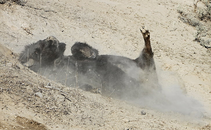 bison, buffalo, wallowing, dry mud, bull, dirt, ground
