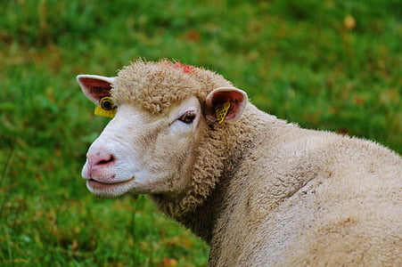 羊, 牧草地, 自然, 家畜, 放牧, 動物, 草
