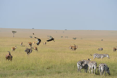 zebras, animals, wildlife, mammal, pattern, striped, stripes