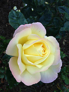 Rosa, natura, flors, flor, flor, rosa pàl lid groc