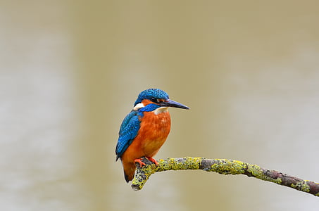 kingfisher, bird, wild, life, nature, natural, animal