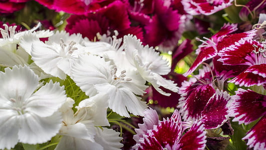 Dianthus barbatus, декоративные растения, Пятидесятница, Букет цветов, два лета, Бородатый Садовая