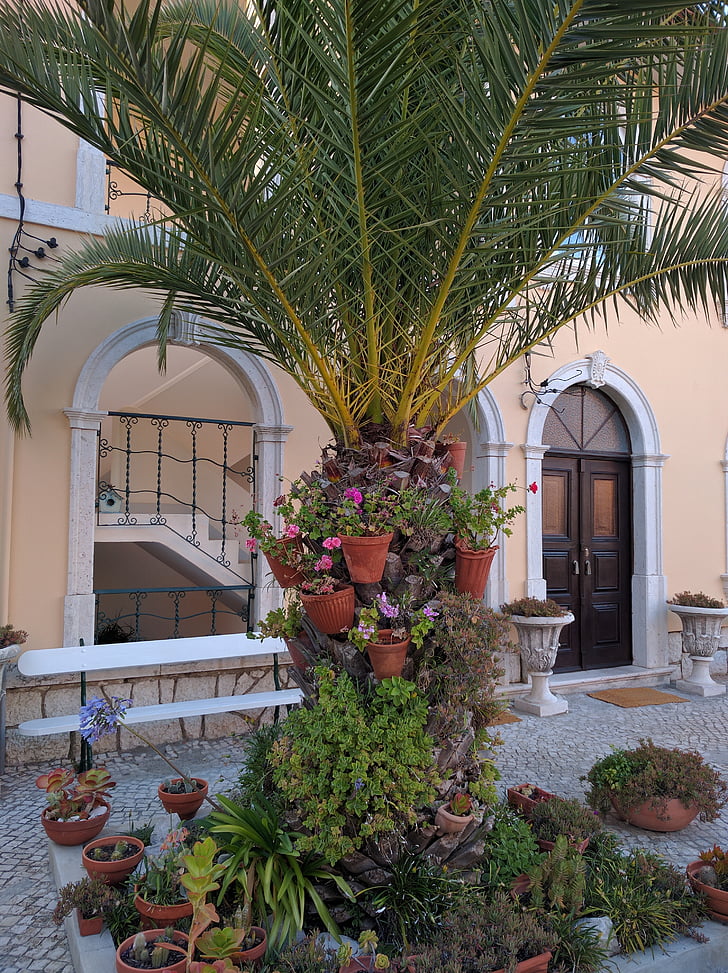 biljke, dekoracija, kuća