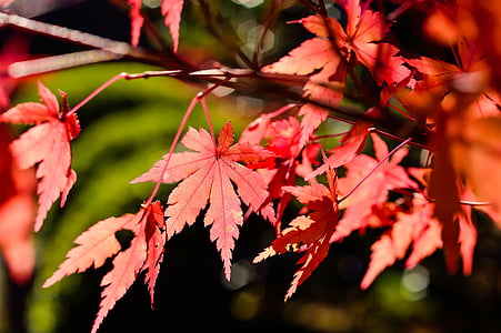 Japonska, krajine, naravne, k, lesa, jeseni, rastlin