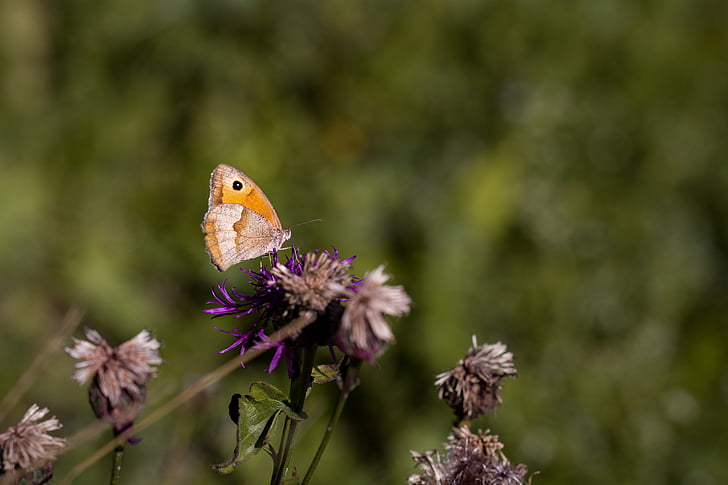 Schmetterling, Wiese braun, Maniola jurtina, Edelfalter, Natur, Wiese, Blumenwiese