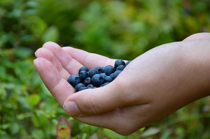 blueberries, hand, forest, nature, summer