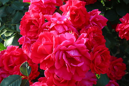 Rosa, Rosa festival, Festival, flors, fragància