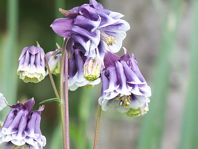 Columbine, bunga dari Alpen, ungu, bunga, ungu, tanaman, fokus pada latar depan