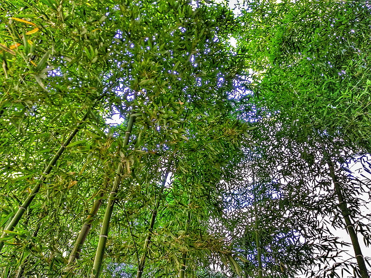 bambou, nature, arbre, printemps, vert, à l’extérieur, Forest