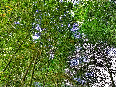 bambus, Příroda, strom, jaro, zelená, venku, Les