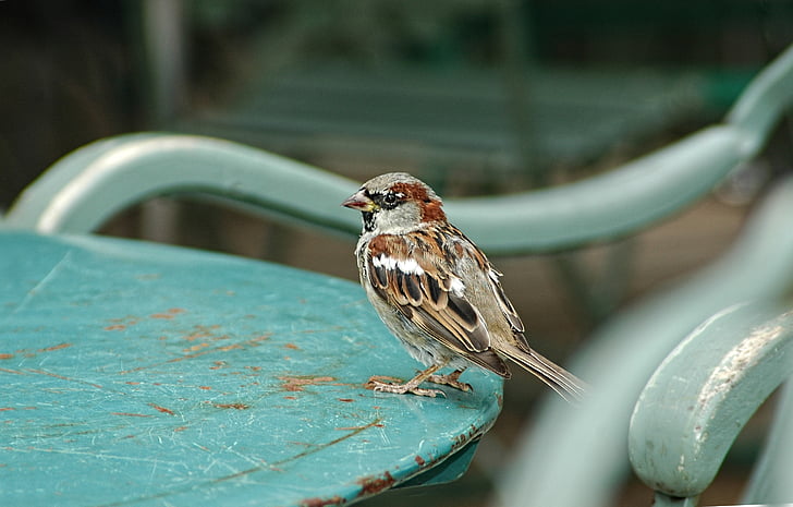 Sparrow, oiseau, animal, jardin, familier