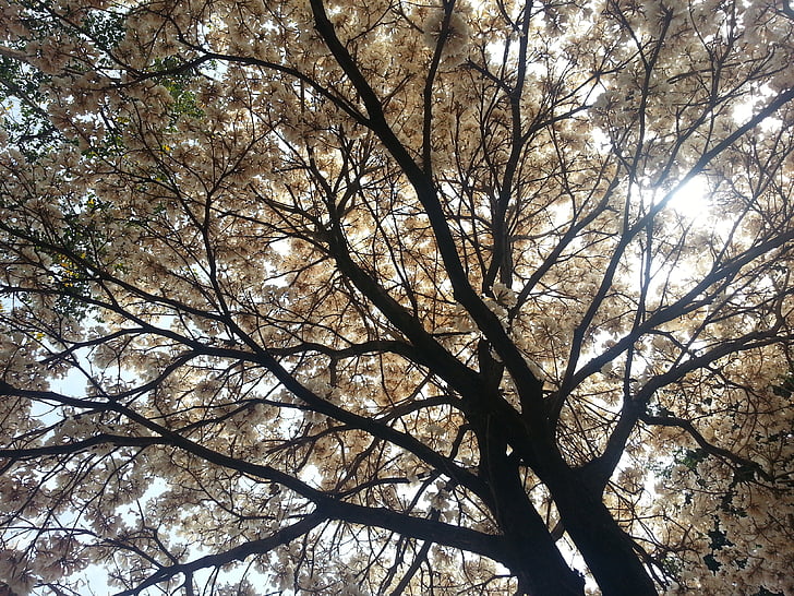 drvo, svjetlo, ipê, prema svjetlu, lišće