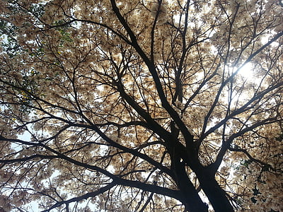 drzewo, światło, Ipê, światło, liści