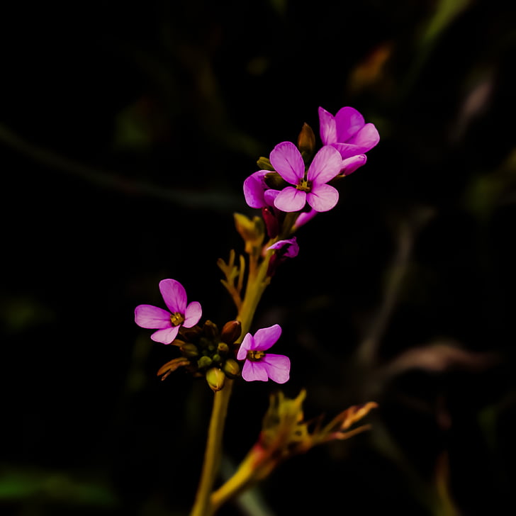 Wildflower, Violeta, zieds, ziedlapas, daba, puķe, rozā krāsa