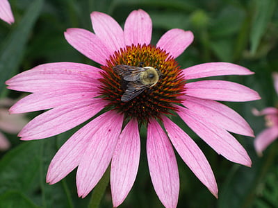 echinacea, 꽃, 핑크, 자연, 공장, 여름, 색