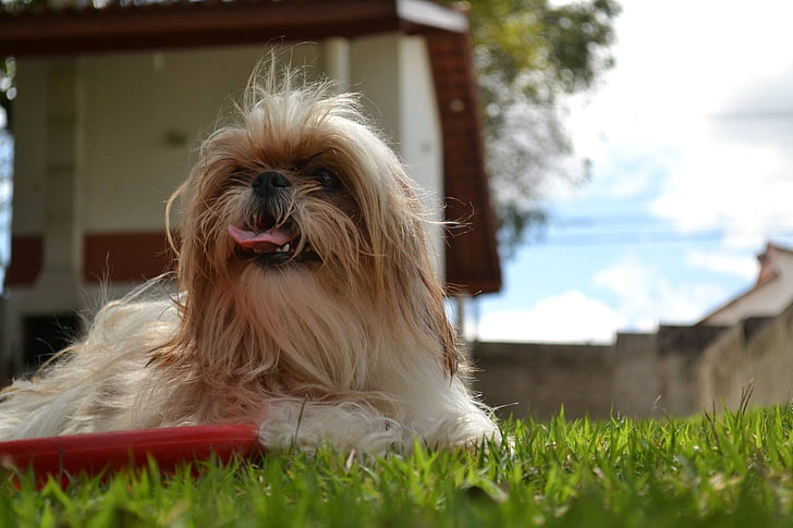 Shih tzu, hunden, Husdyr, jakt, hjørnetann, ri, på gresset