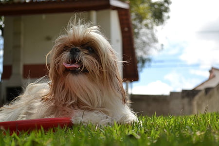 Shih tzu, hond, huisdieren, op zoek, Canine, rit, op het gras
