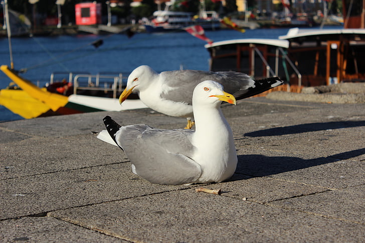 porto river, seagull, right front side