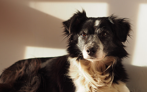 dog, border collie, pets, portrait, animal, canine, purebred Dog