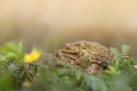 mating, yellow, green, flower, spring, nature, frog