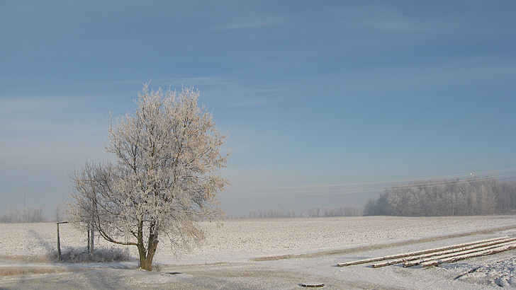 l'hivern, neu, Québec, natura, arbre