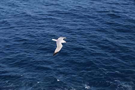 seagull, flying, sea, gull, bird, ocean, dom