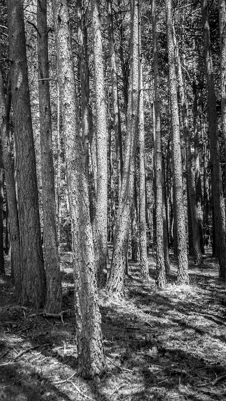 forest, tree, wood, trees, trunk, nature, black And White