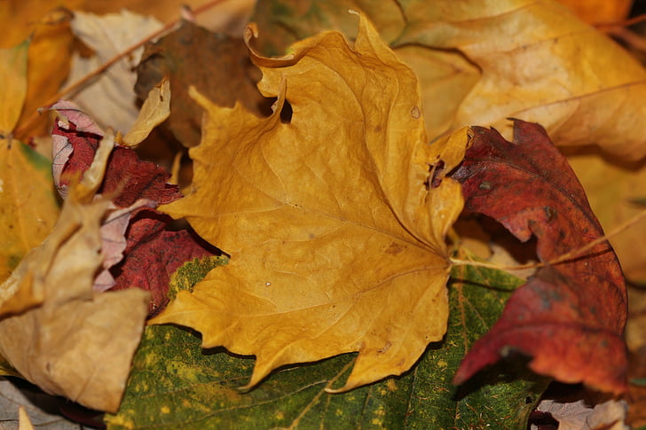 efterårsblade, falder, ahorn, gul, rød, natur, årstidens