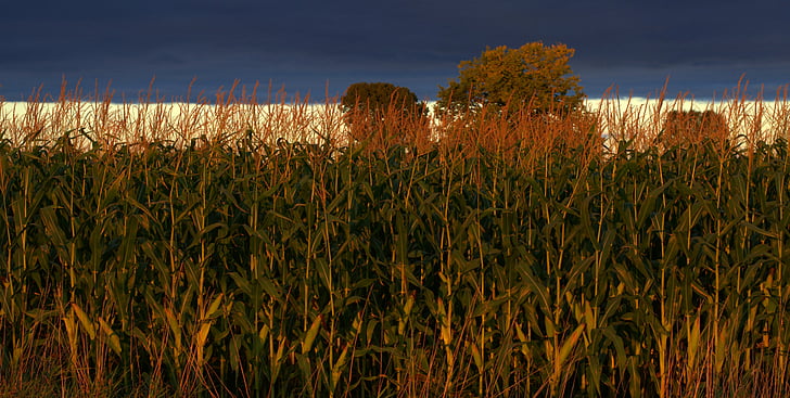 Indiana, kukurica, poľnohospodárstvo, farma, pole, vidieka, Sky