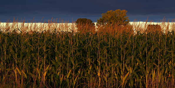Indiana, kukurūza, lauksaimniecība, saimniecības, lauks, lauku, debesis