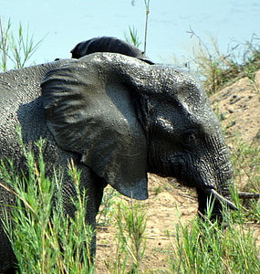 elefánt, Kruger park, vadon élő állatok, Afrika