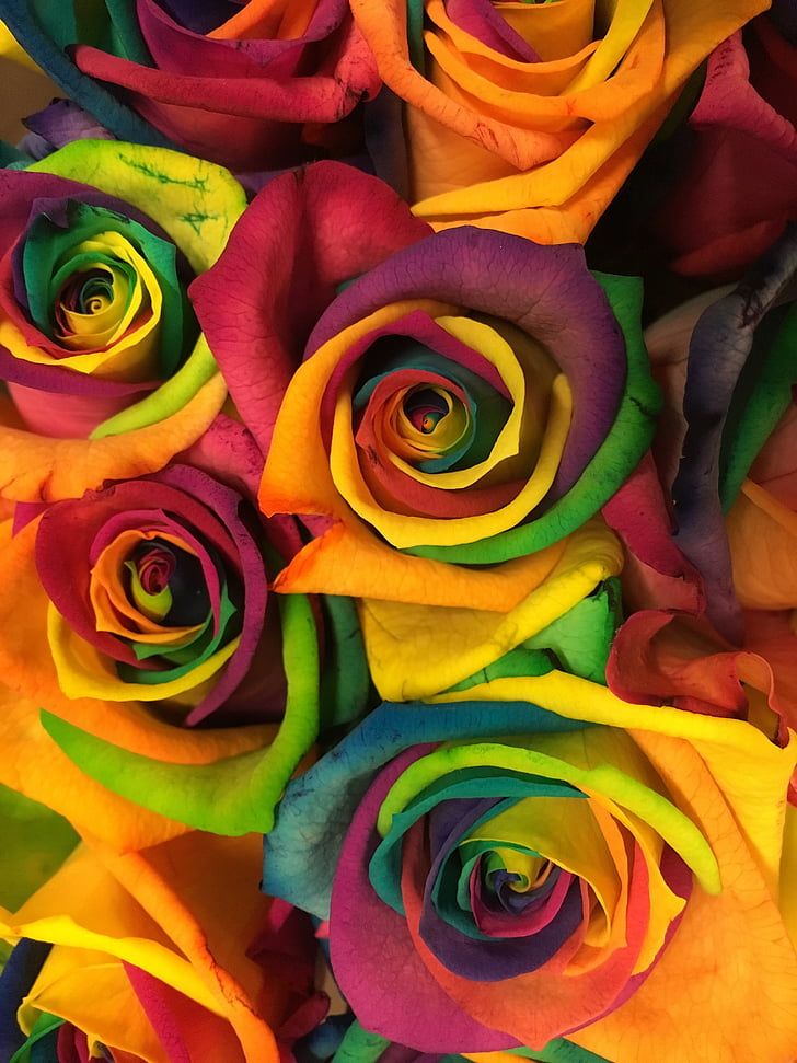Róża, kwiat, kwiaty, Natura, Rainbow, róże, Valentine