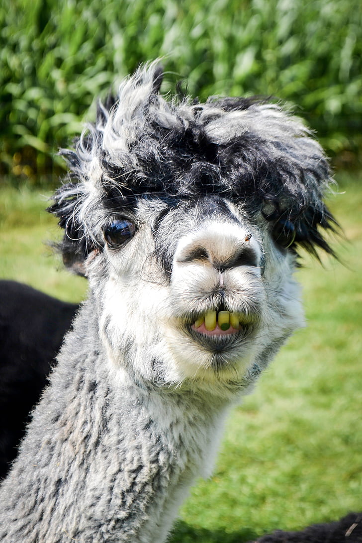 llama, alpaca, funny, green, smile, teeth, yellow
