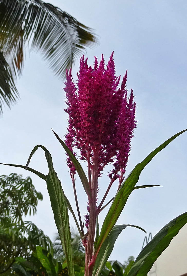 Blume, Hahnenkamm, Celosia cristata, Celosia, Flora, Ornamental, Dharwad