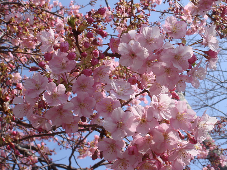 Sakura, Cherry, Japan, rosa färg, träd, Springtime, naturen