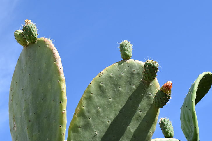 prickly pear, cactus, spur, sky, blue, green, summer
