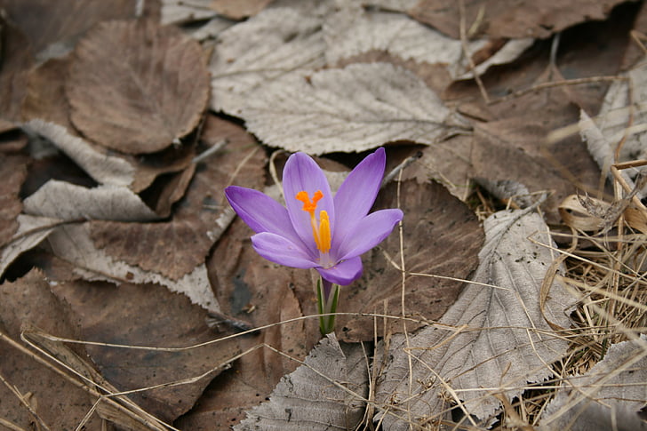 花, 春, 紫, 自然, 色