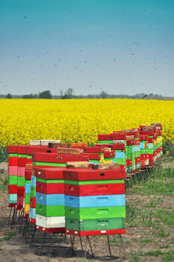 ule, bees, summer, beekeeping, wooden beehives