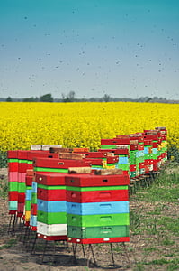 module, včely, letné, včelárstvo, drevené úle
