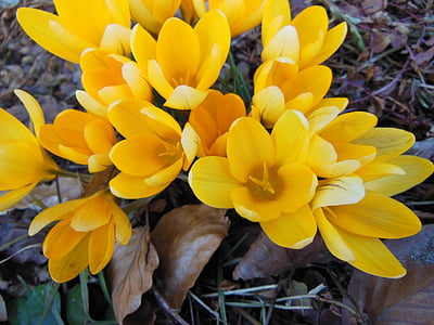 welkes Laub, gelber Krokus, Vorboten des Frühlings, Blumen, Krokus, schließen, dunkelgelb