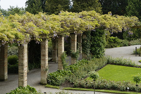 Bower, Portico, blåregn, haven, Schlossgarten, plante, anvendt