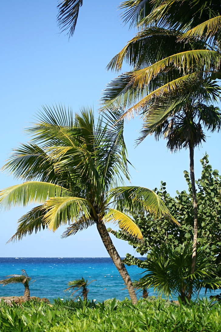 palmer, stranden, vacker strand, sand beach, exotiska, ön, Ocean