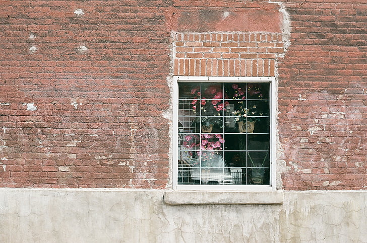 Rosa, vermell, flor, blanc, panell, finestra, vidre