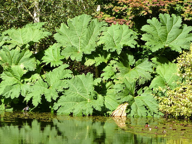 gunnera manicata leaf, veľké listy, rastlín, obrie, gunnera, rebarbora, manicata